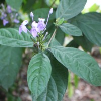 Pseuderanthemum graciliflorum (Nees) Ridl.